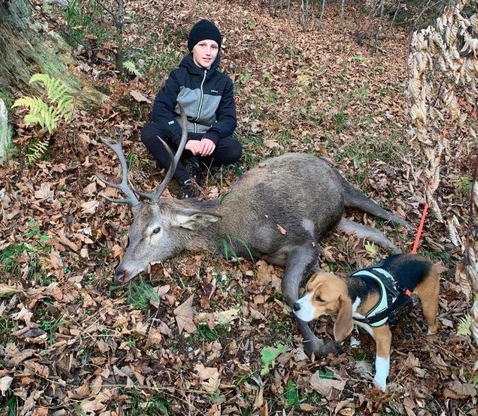 Beagle von der Kleinalpe Jagdhund Hirsch Nachsuche