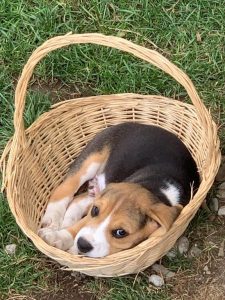 Oskar von der Kleinalpe Beaglewelpe Tirol