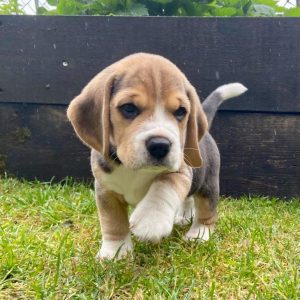 Oskar von der Kleinalpe Beaglewelpe Tirol