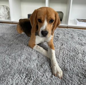 Beagle Welpe Tirol von der Kleinalpe