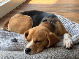 Beagle Welpe Tirol von der Kleinalpe