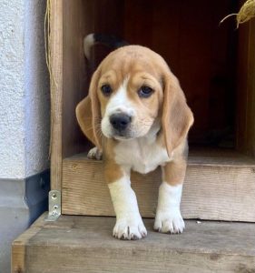 Amalia von der Kleinalpe Beagle Tirol