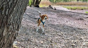 Amalia von der Kleinalpe Beagle Tirol