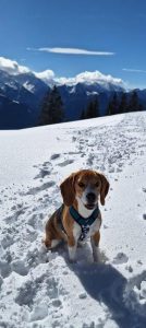 Amalia von der Kleinalpe Beagle Tirol