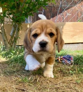 Amalia von der Kleinalpe Beagle Tirol