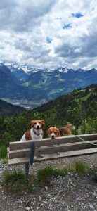 Amalia von der Kleinalpe Beagle Tirol