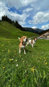 Amalia von der Kleinalpe Beagle Tirol