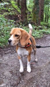 Amalia von der Kleinalpe Beagle Tirol