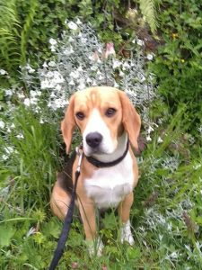 Oskar von der Kleinalpe Beagle Welpe Tirol