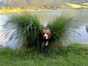 Oskar von der Kleinalpe Beagle Welpe Tirol