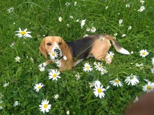 Oskar von der Kleinalpe Beagle Welpe Tirol