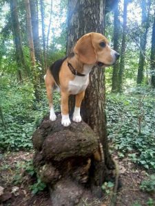 Oskar von der Kleinalpe Beagle Welpe Tirol