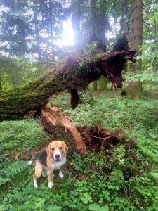 Oskar von der Kleinalpe Beagle Welpe Tirol