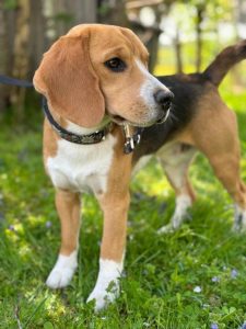 Oskar von der Kleinalpe Beagle Welpe Tirol