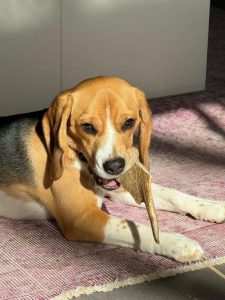 Alia Rose´ von der Kleinalpe Beagle Tirol