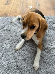 Alia Rose´ von der Kleinalpe Beagle Tirol