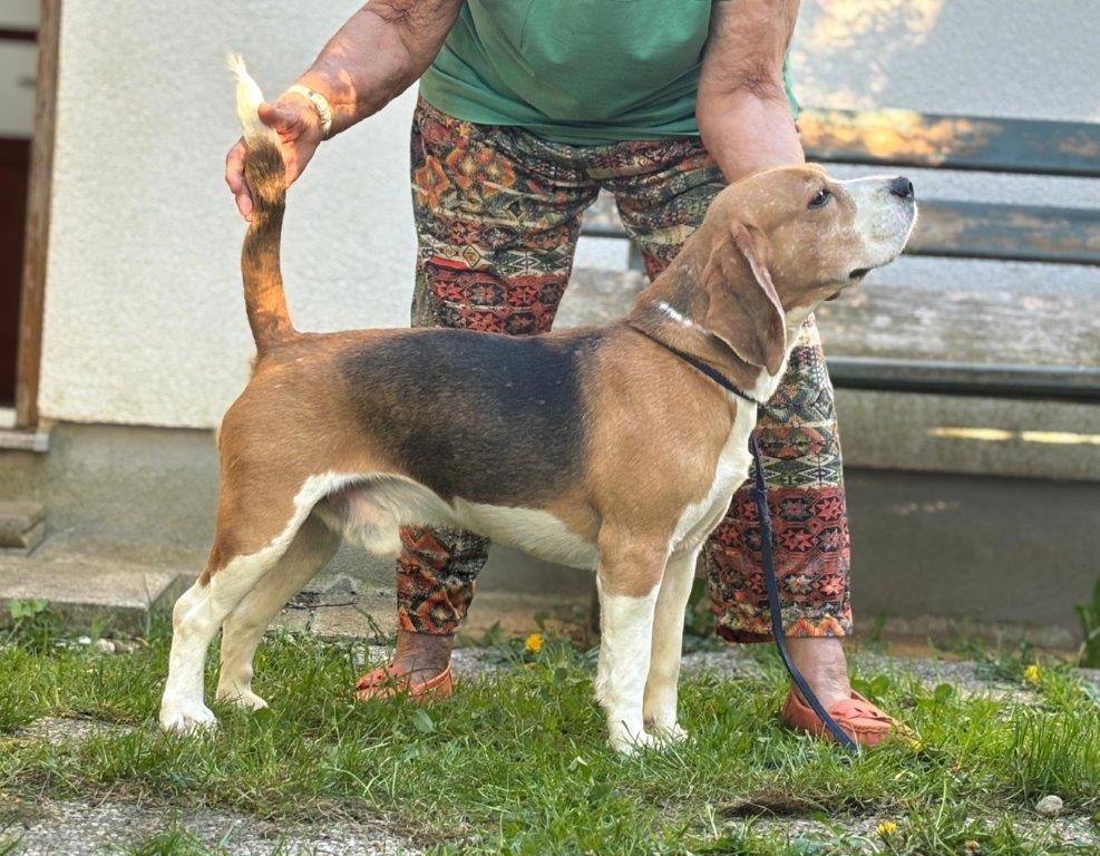 Jack of Diamonds Tergyan Tiroler Beagle