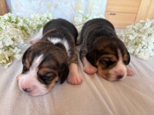 Beagle Welpen Jungs Tirol