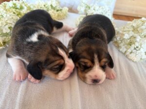 Beagle Welpen Jungs Tirol