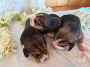 Beagle Welpen Mädels Tirol